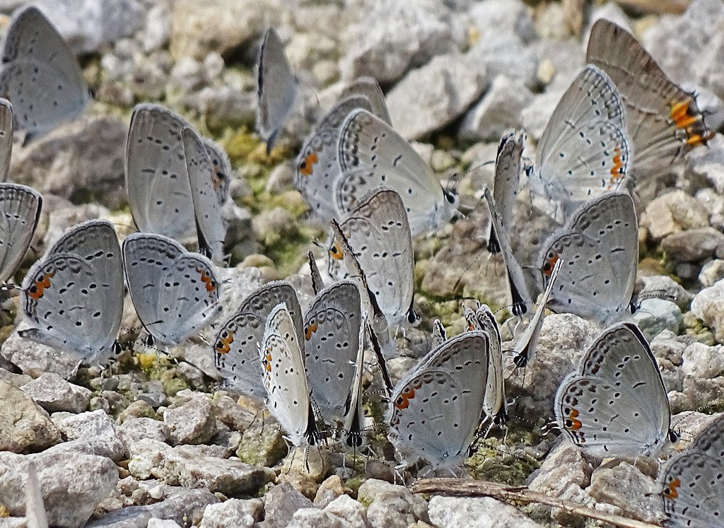 Puddling Eastern Tailed-Blues by annepann
