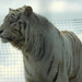  White tiger by 365anne