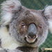 homecoming imminent! by koalagardens