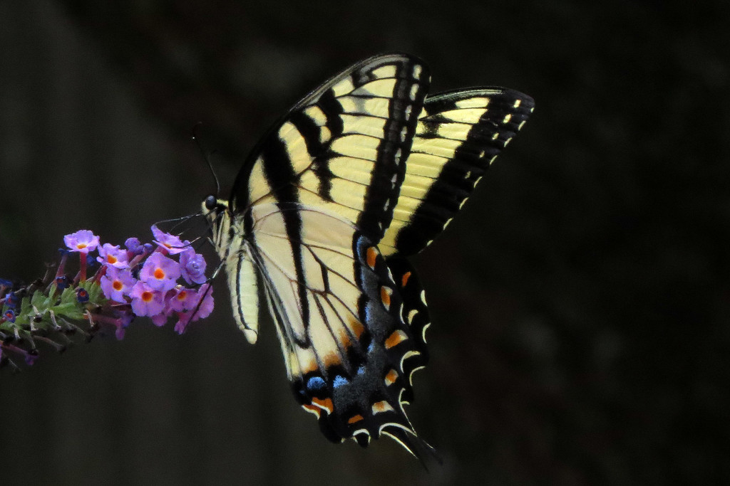 Hooray - Another Swallowtail by milaniet