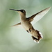 Hummingbird  by randy23