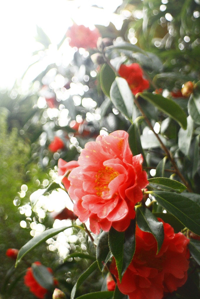 camellia in the rain  by kali66