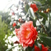 camellia in the rain  by kali66