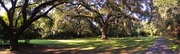 7th Sep 2016 - Live oaks and path, Charles Towne Landing State Historic Site, Charleston, SC