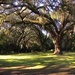 Live oaks and path, Charles Towne Landing State Historic Site, Charleston, SC by congaree