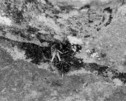 7th Sep 2016 - Native fuschia in a crevice