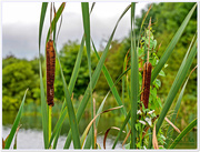 7th Sep 2016 - Bulrushes
