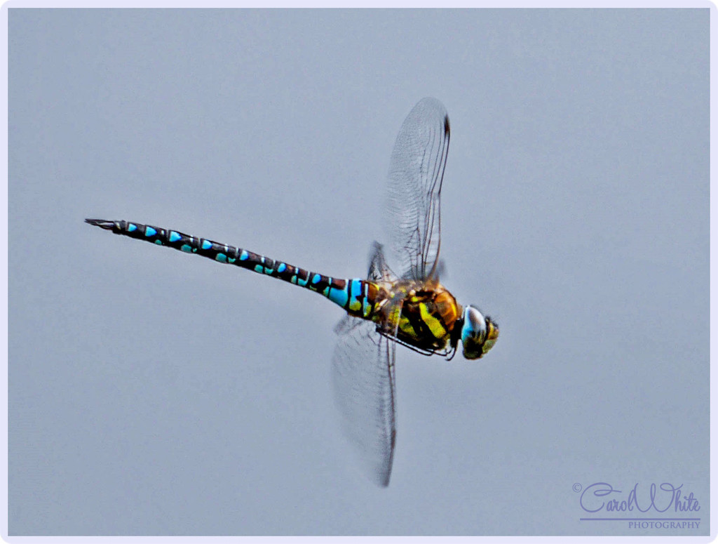 Migrant Hawker Dragonfly by carolmw