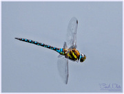 7th Sep 2016 - Migrant Hawker Dragonfly