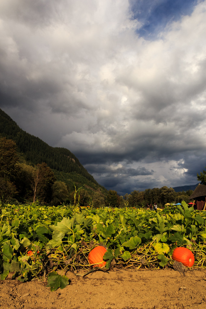 Pumpkins in Stormy Weather by clay88