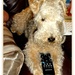 In charge of the remote  control  by beryl
