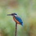 Kingfisher-male(best on black) by padlock