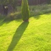 Tree and my shadow by brennieb