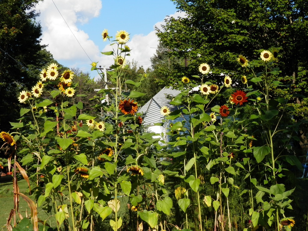 My Sunflower Garden by julie
