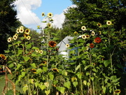 5th Sep 2016 - My Sunflower Garden