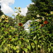 My Sunflower Garden by julie