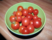 7th Sep 2016 - Tomato Harvest