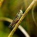 Grasshopper by rminer