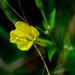 Yellow Primrose by rminer