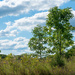 Prairie Tree by rminer
