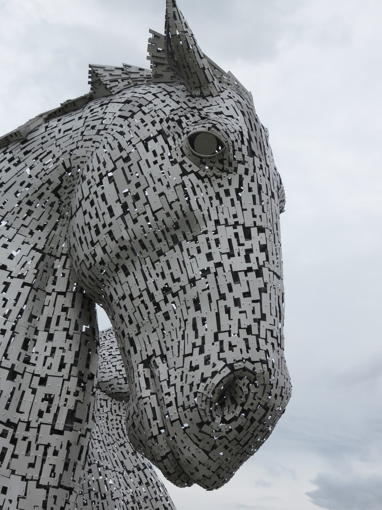 Kelpie by countrylassie