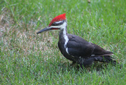7th Sep 2016 - Pileated Woodpecker