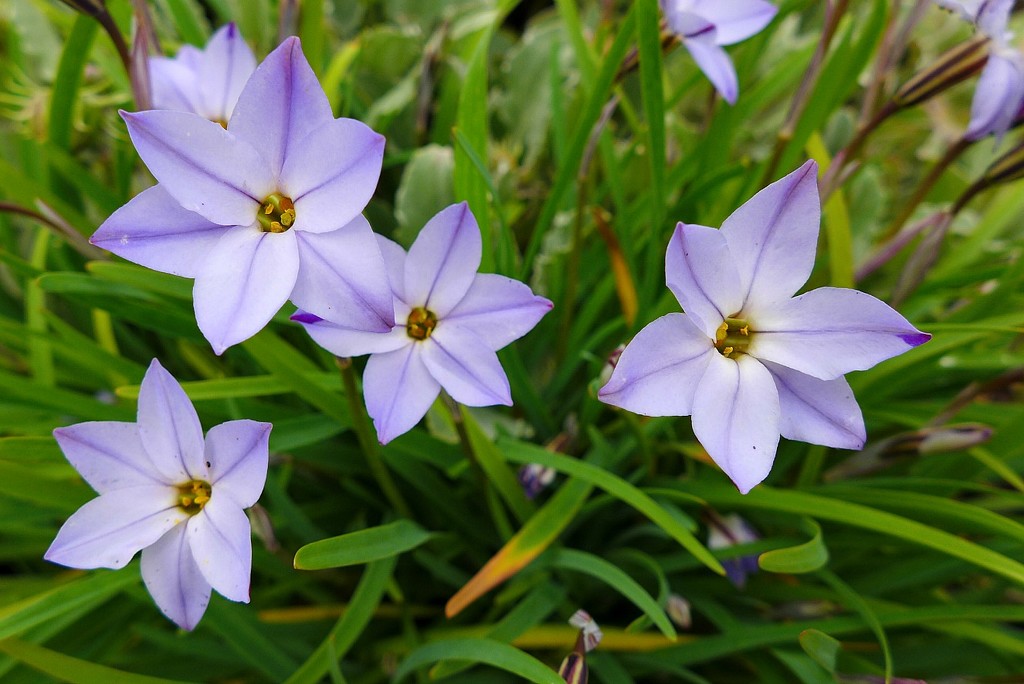 Blue Star Flowers by leggzy