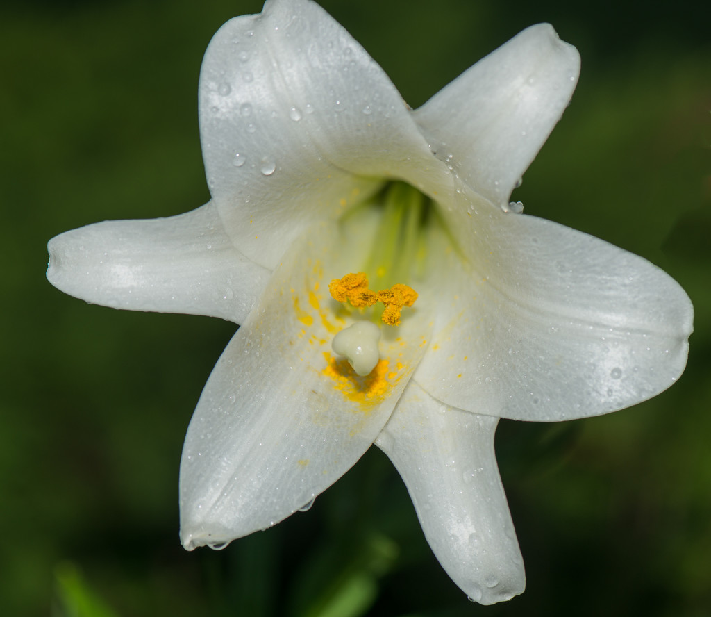 Confused Easter Lilly by dridsdale