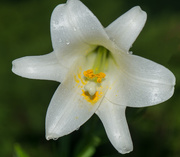 7th Sep 2016 - Confused Easter Lilly