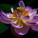 water lily by lynnz