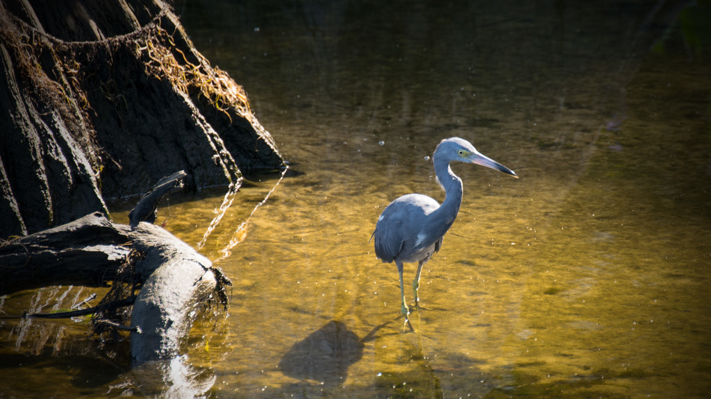 Lil Blue Heron! by rickster549