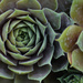 square succulent by jackies365