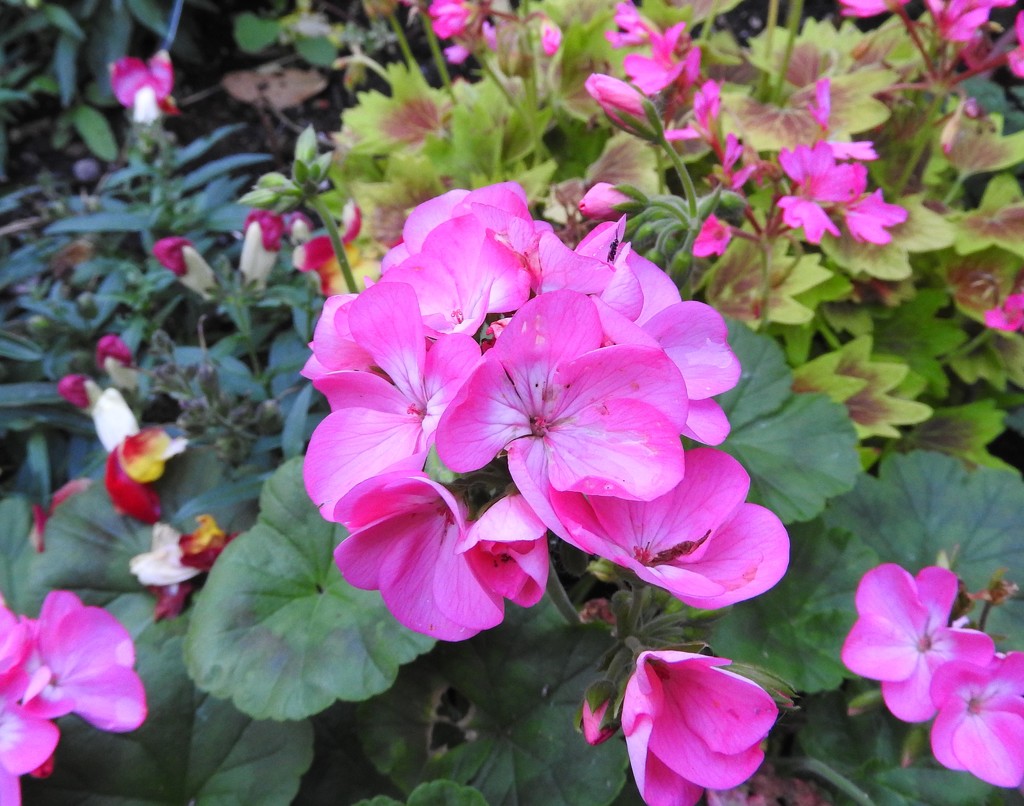 Geraniums  by oldjosh