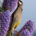 A noisy wattlebird by gilbertwood