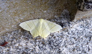 8th Sep 2016 - Moths of Brittany 24 Swallowtail moth