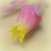 Macro Flower Bud by nickspicsnz