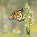 The beautiful monarch! by fayefaye