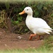 Little white duck by rosiekind