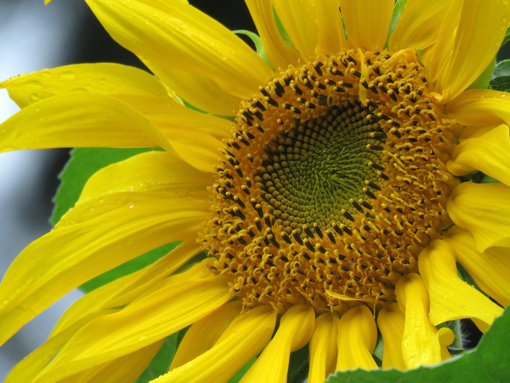 Bright Sunflower by seattlite