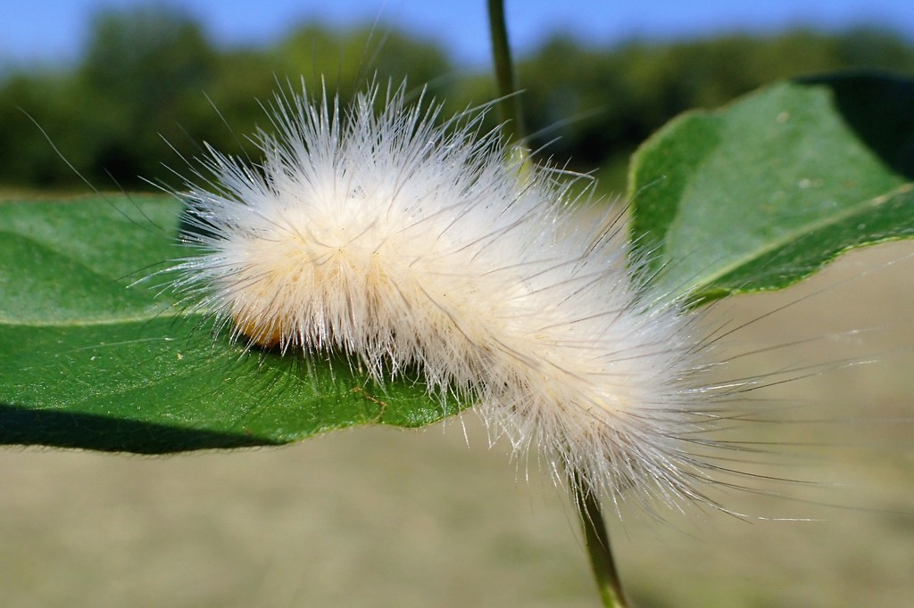 Fuzzy caterpillar by cjwhite