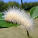 Fuzzy caterpillar by cjwhite