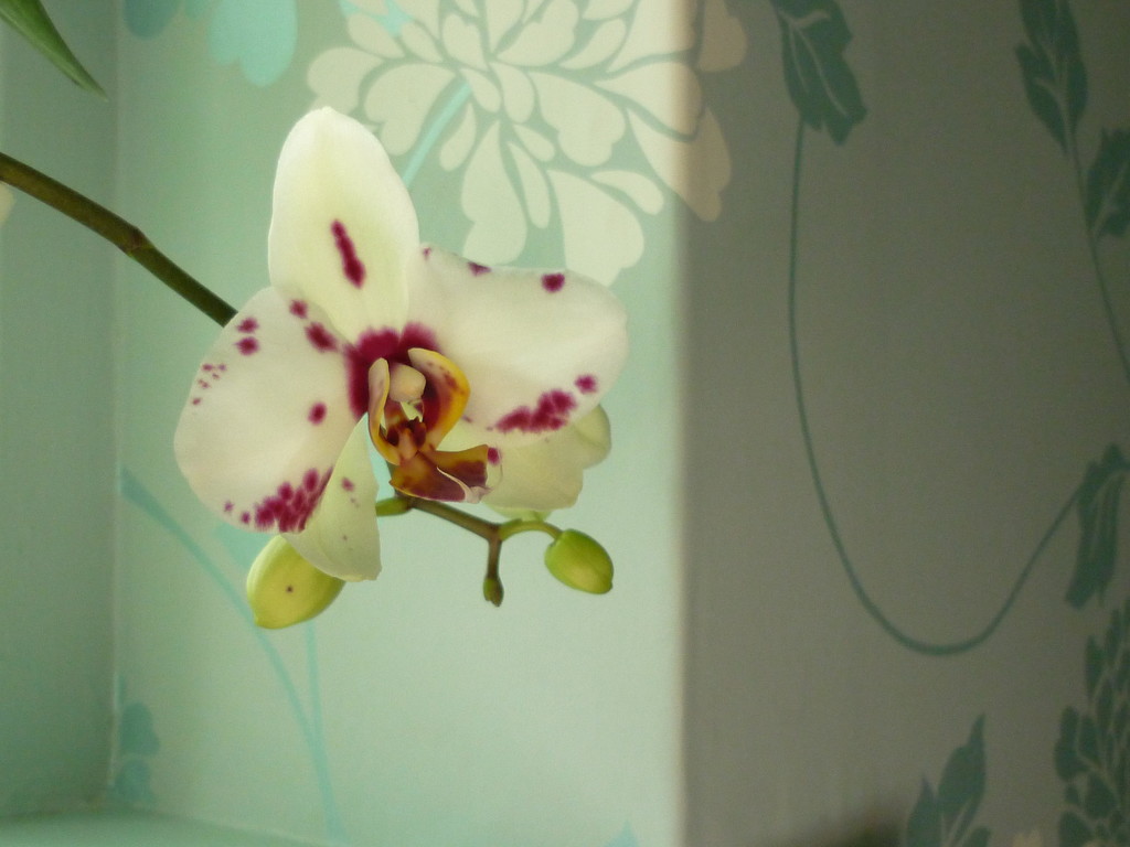 Bathroom Orchid  by countrylassie