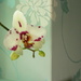 Bathroom Orchid  by countrylassie