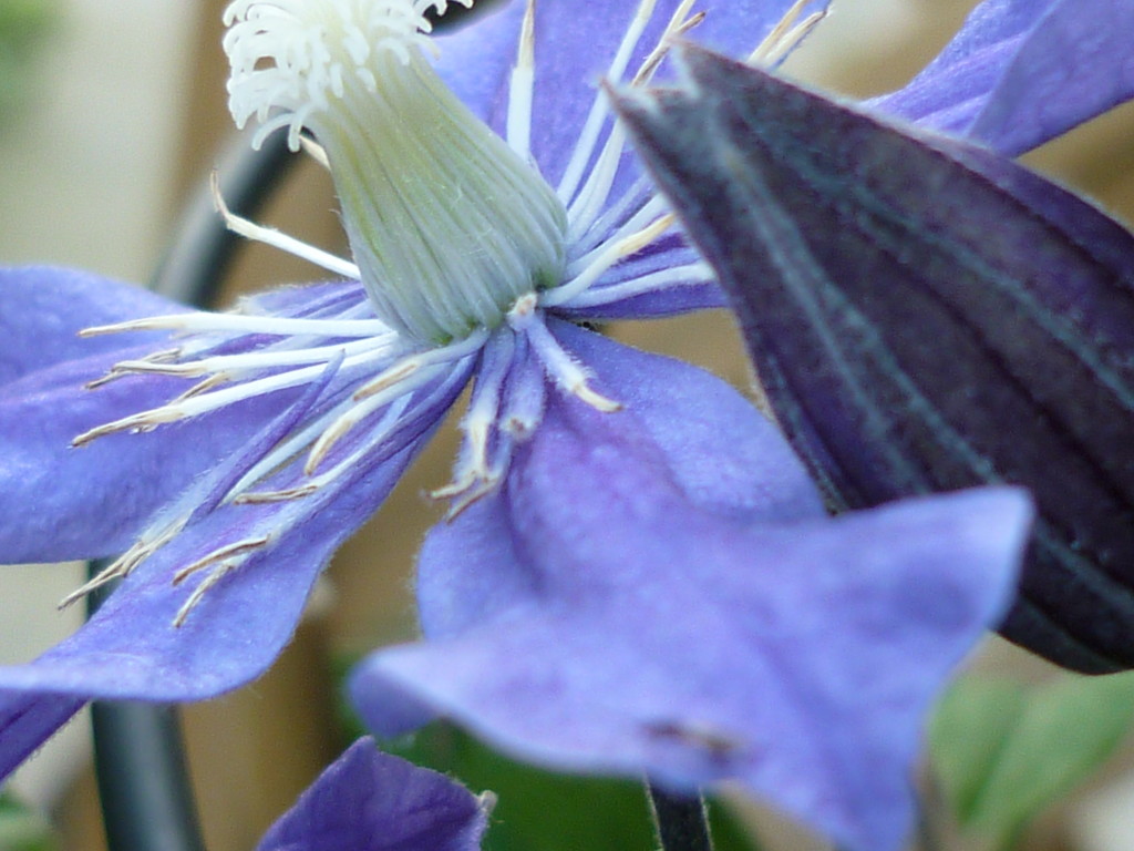 Clematis going cheap by countrylassie