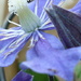 Clematis going cheap by countrylassie