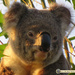 morning sunshine by koalagardens