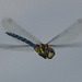 Dragonfly-cropped by padlock