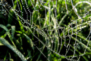 8th Sep 2016 - A Humid Morning - A Happy Web