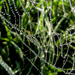A Humid Morning - A Happy Web by milaniet