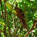 Brown Cuckoo Dove ~ by happysnaps